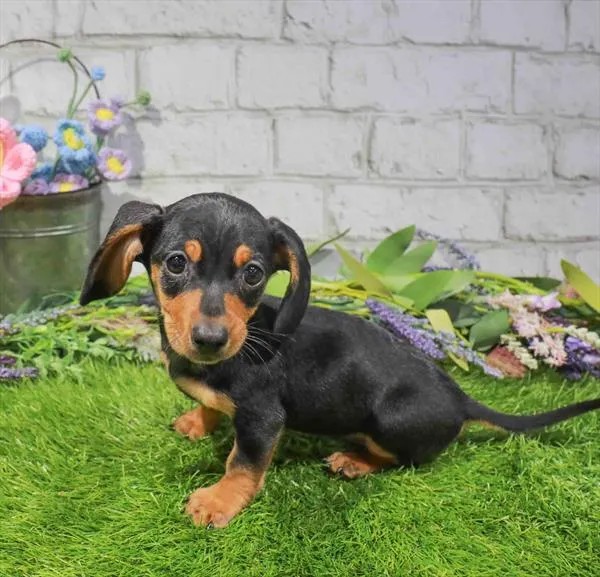 Female Dachshund puppy named Taylor for sale at Waggles Greensboro.