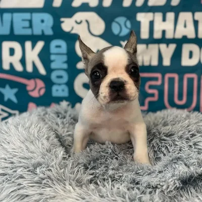 Female French Bulldog Puppy for Sale in Charlotte, NC