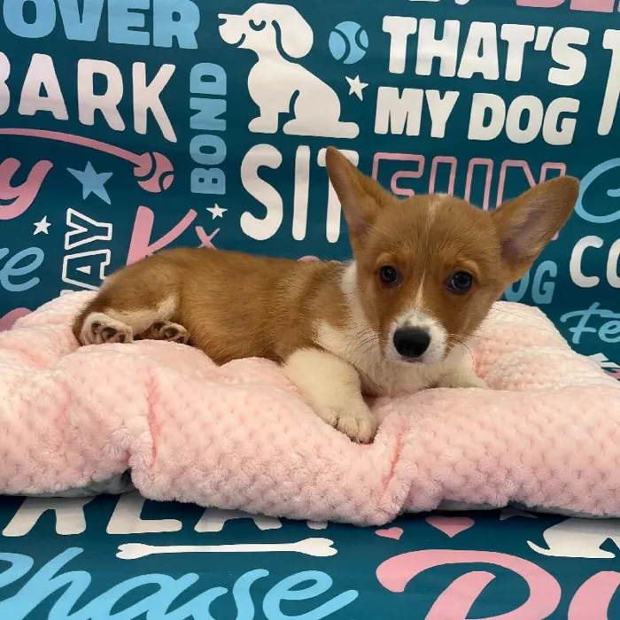 Female Pembroke Welsh Corgi Puppy for Sale in Charlotte, NC