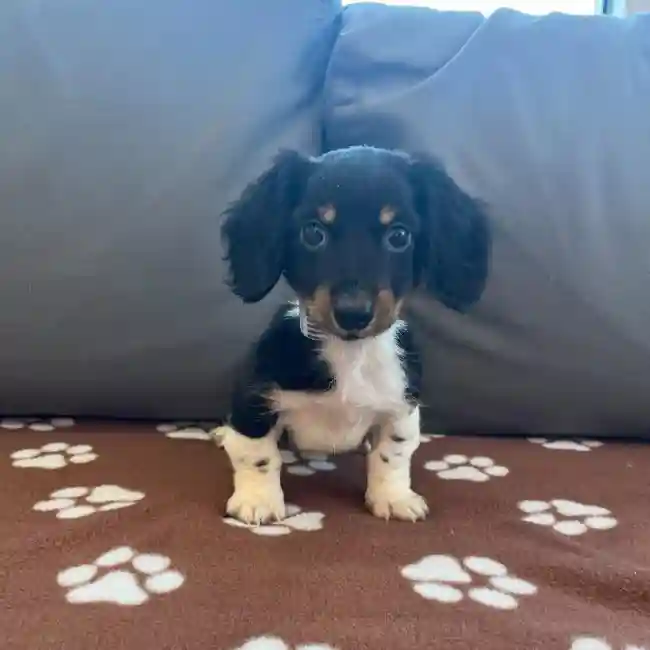 Female Dachshund Puppy for Sale in Charlotte, NC