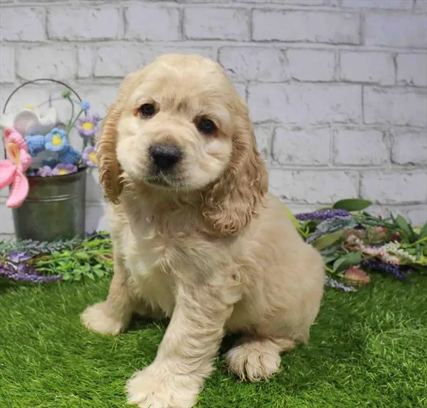 Male Cocker Spaniel puppy named Drax for sale at Waggles Charlotte.