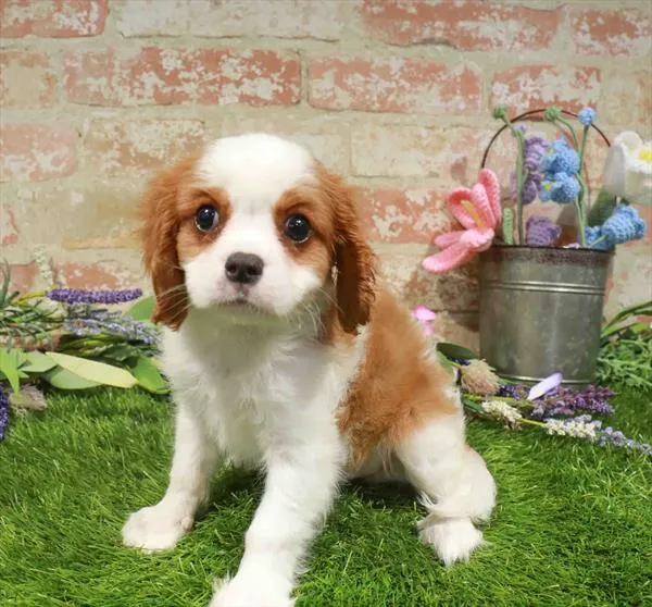 Male Cavalier King Charles Spaniel puppy for sale at Waggles Greensboro.