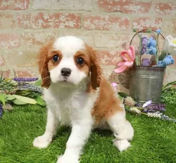 Male Cavalier King Charles Spaniel puppy named Baloo for sale at Waggles Greensboro.