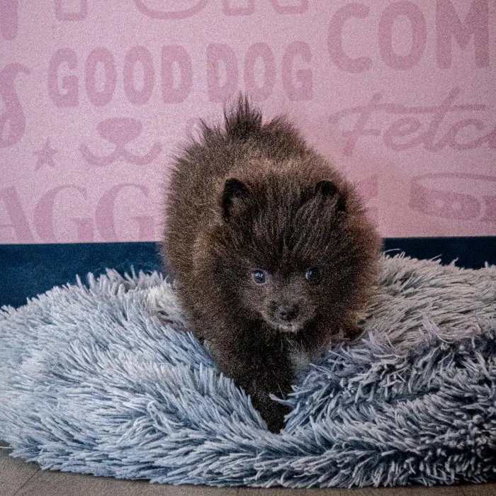 Male Pomeranian puppy named Barney for sale at Waggles Greensboro.