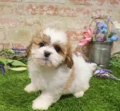Female Teddy Bear puppy named Jenny for sale at Waggles Charlotte.