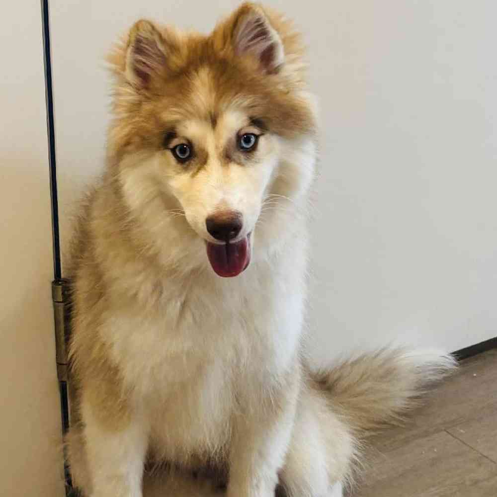 Male Pomsky 2Nd Gen puppy named Tom for sale at Waggles Greensboro.