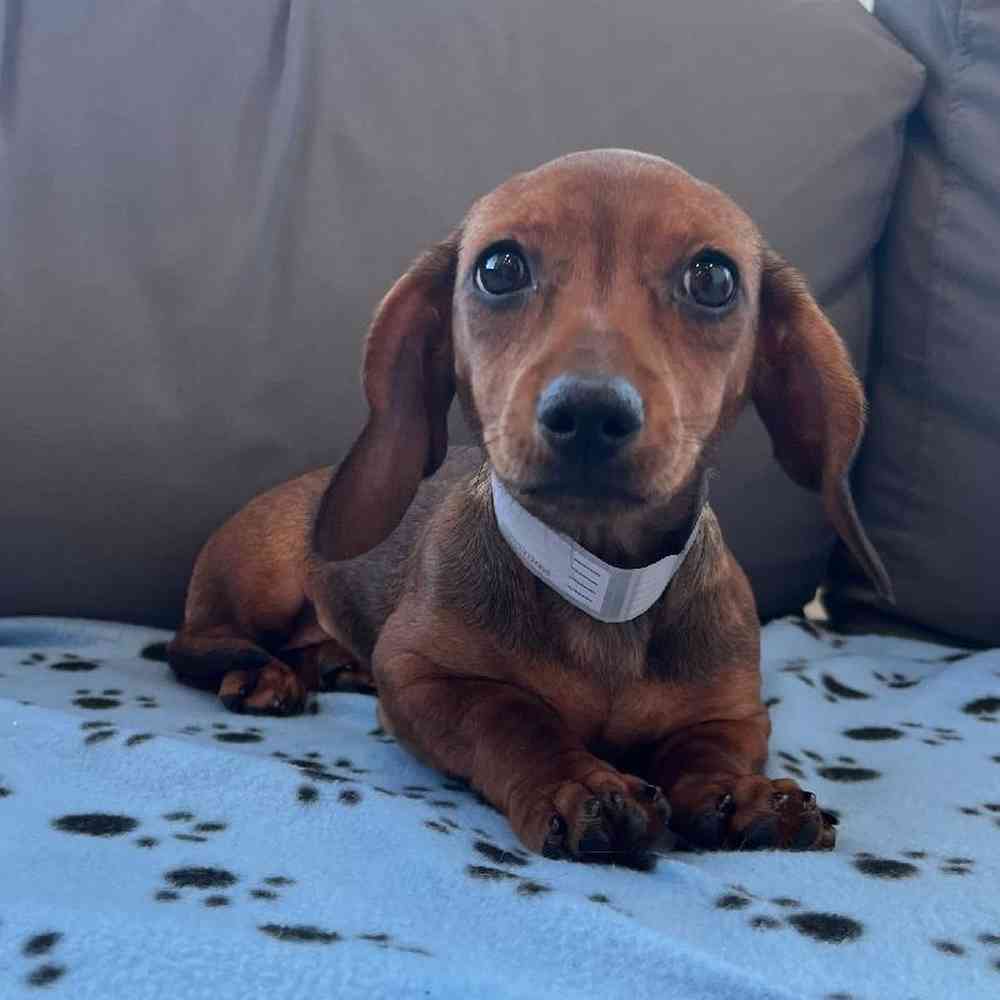 Female Dachshund puppy named Melanie for sale at Waggles Charlotte.