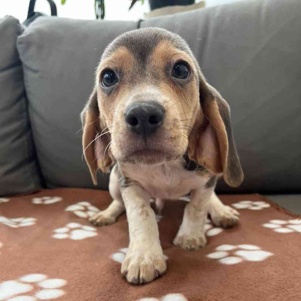 Male Beagle puppy named Shiloh for sale at Waggles Charlotte.
