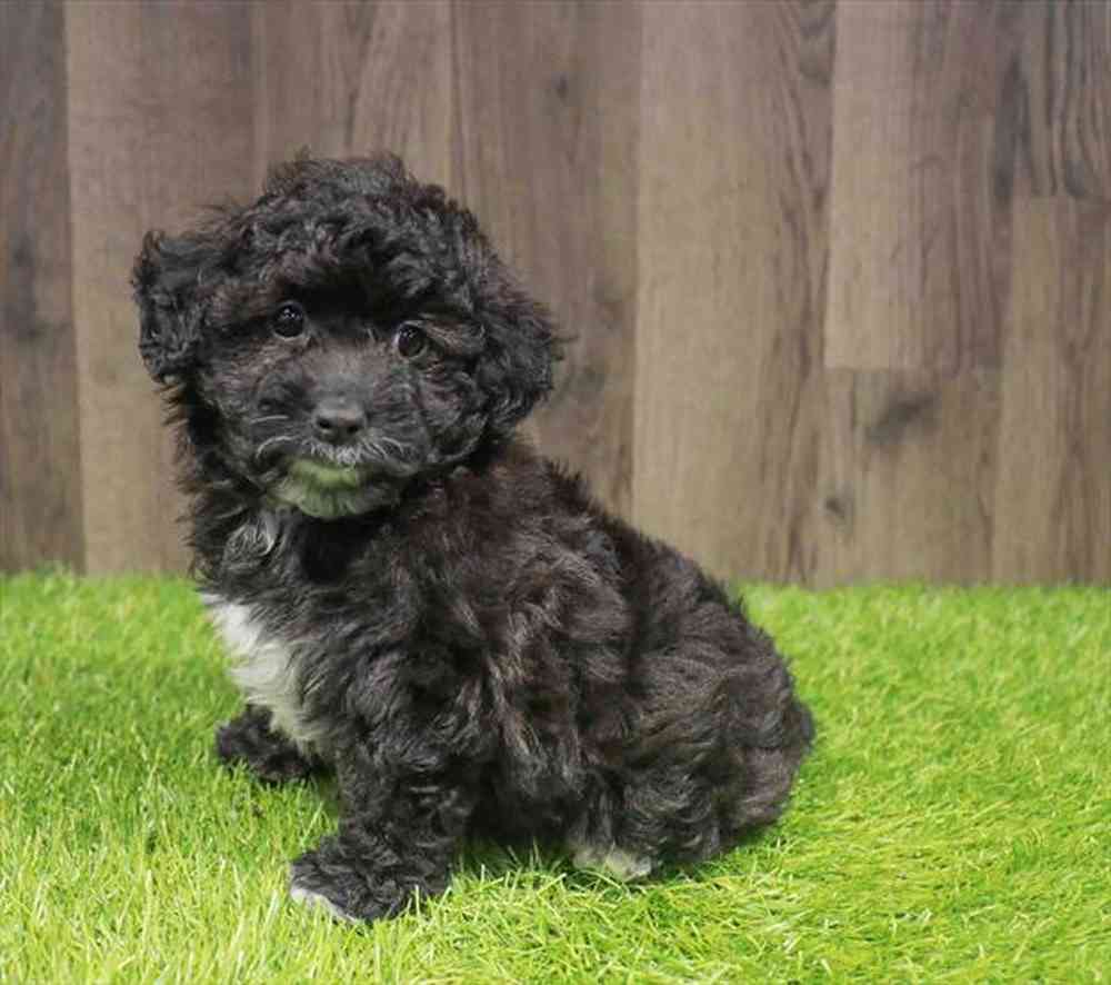 Female Mini Aussiedoodle puppy named Clarissa for sale at Waggles Greensboro.