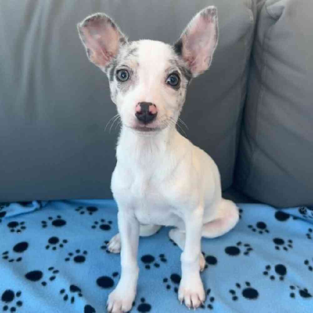 Female Chihuahua puppy named Cindy for sale at Waggles Charlotte.