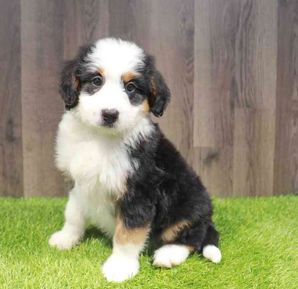 Female Mini Bernedoodle puppy named Deborah for sale at Waggles Greensboro.