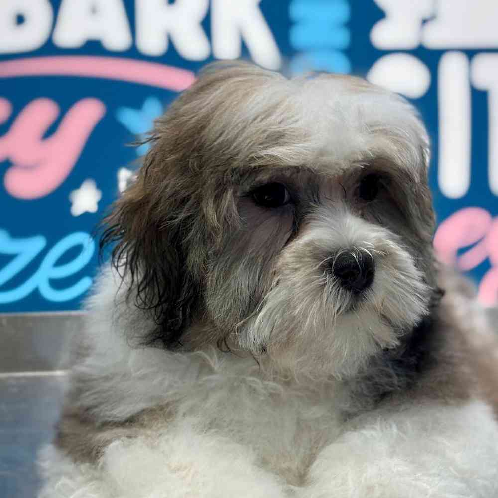 Male Teddy Bear puppy named Louie for sale at Waggles Greensboro.