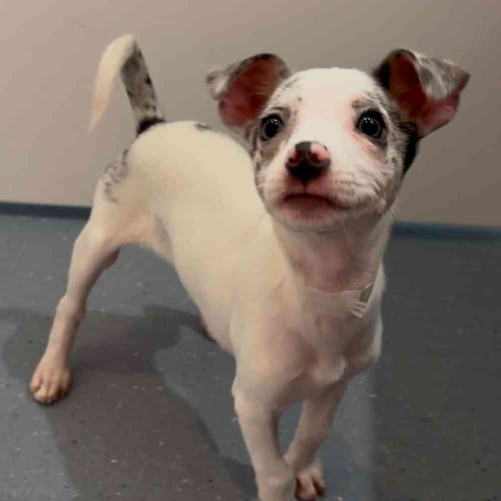 Female Chihuahua puppy named Cindy for sale at Waggles Charlotte.