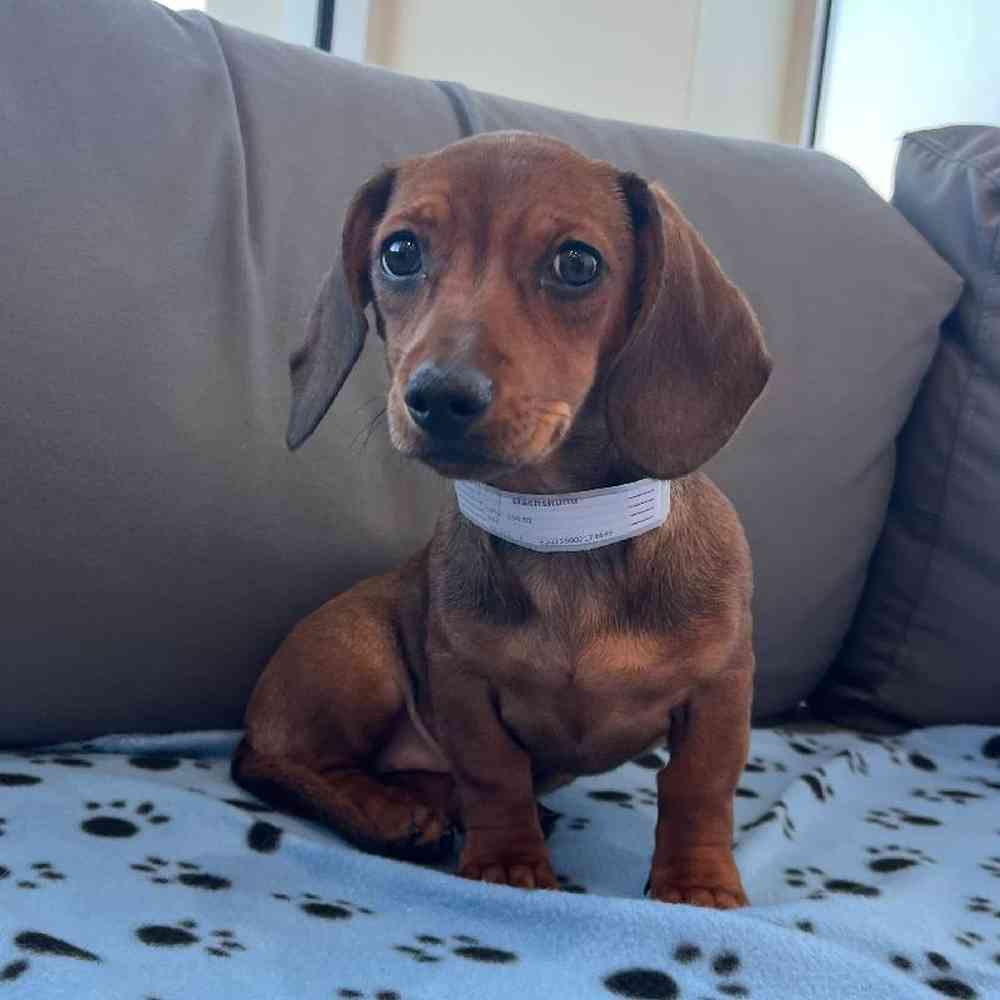 Female Dachshund puppy named Melanie for sale at Waggles Charlotte.