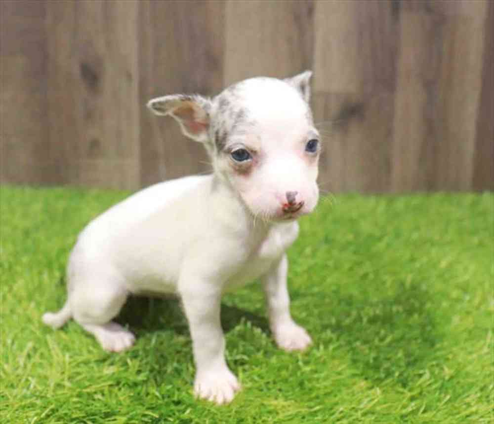 Female Chihuahua puppy named Cindy for sale at Waggles Charlotte.