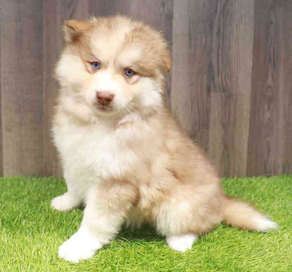 Male Pomsky 2Nd Gen puppy named Tom for sale at Waggles Greensboro.