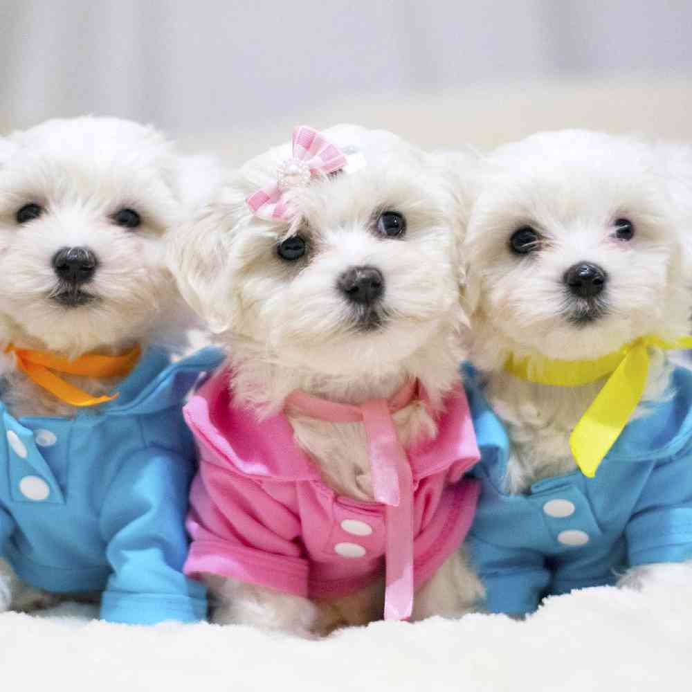 Maltese Puppies for Sale image