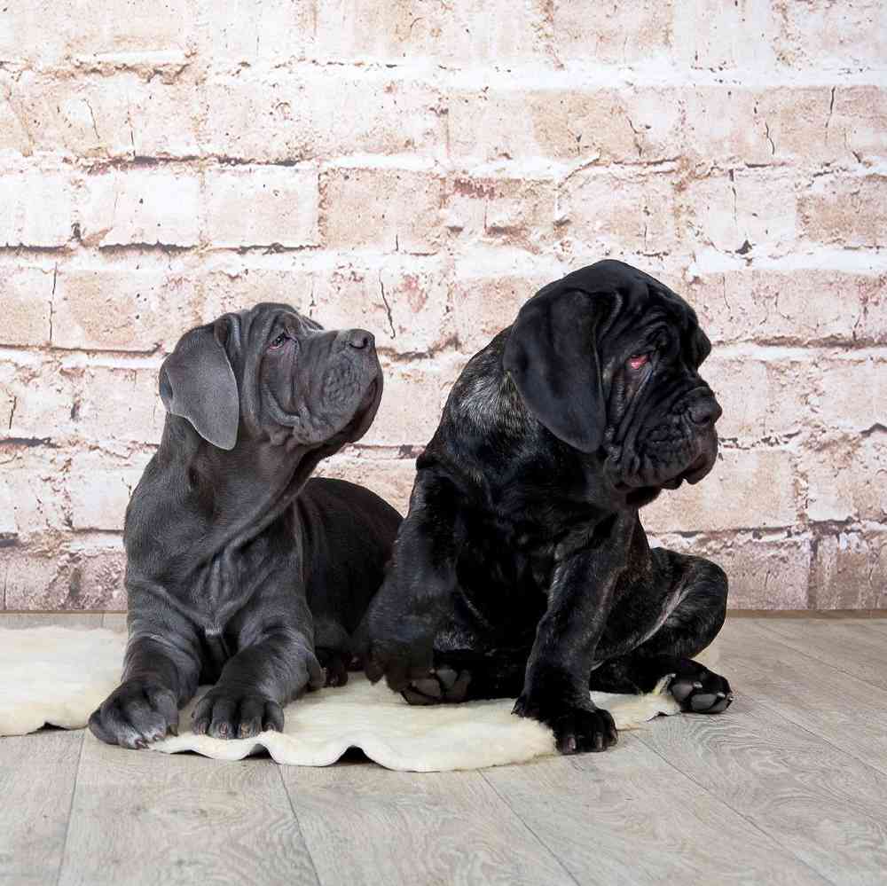 Bullmastiff Puppies for Sale image
