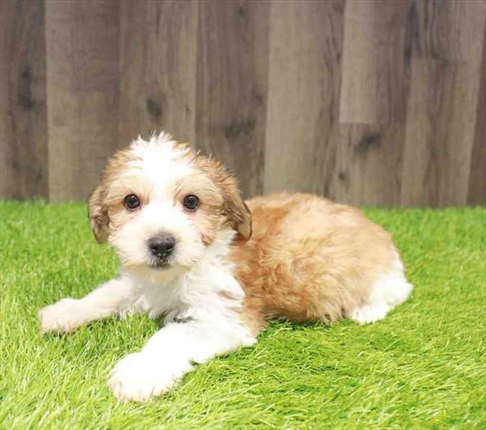Male Yochon puppy named Charles for sale at Waggles Greensboro.