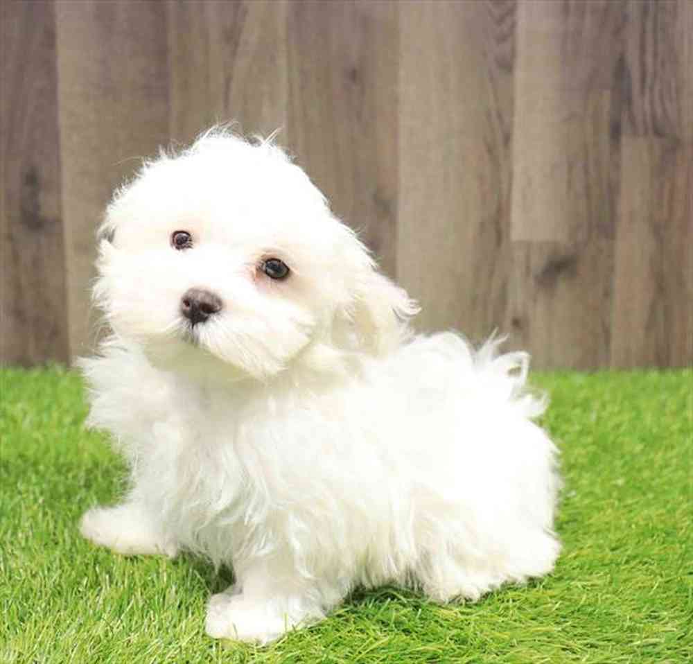 Male Maltese puppy named Elvis for sale at Waggles Greensboro.