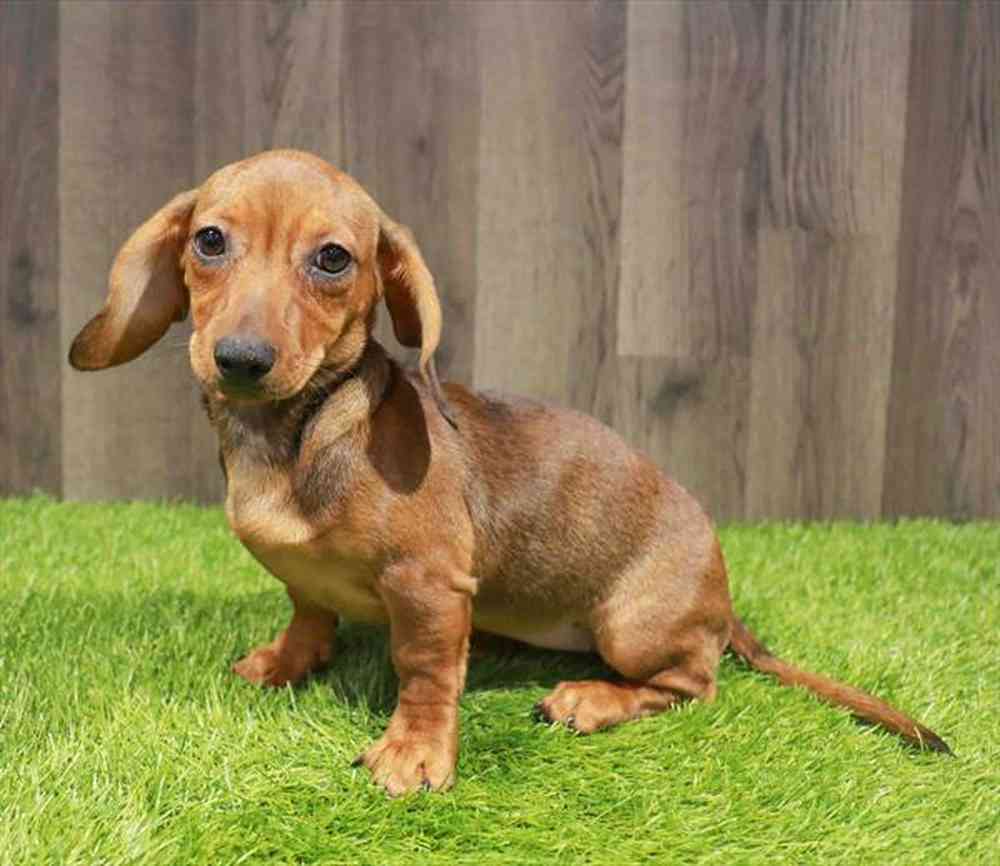 Female Dachshund puppy named Melanie for sale at Waggles Charlotte.