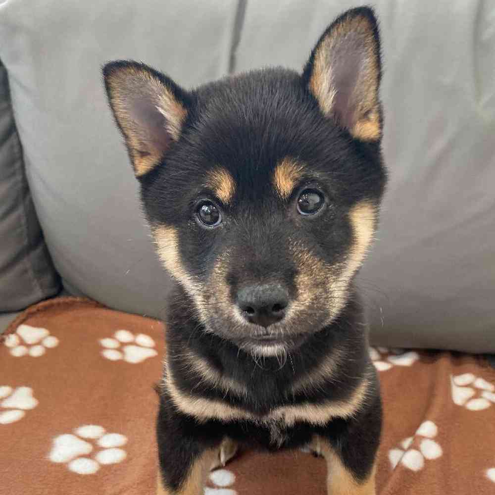 Male Shiba Inu puppy named Balto for sale at Waggles Charlotte.