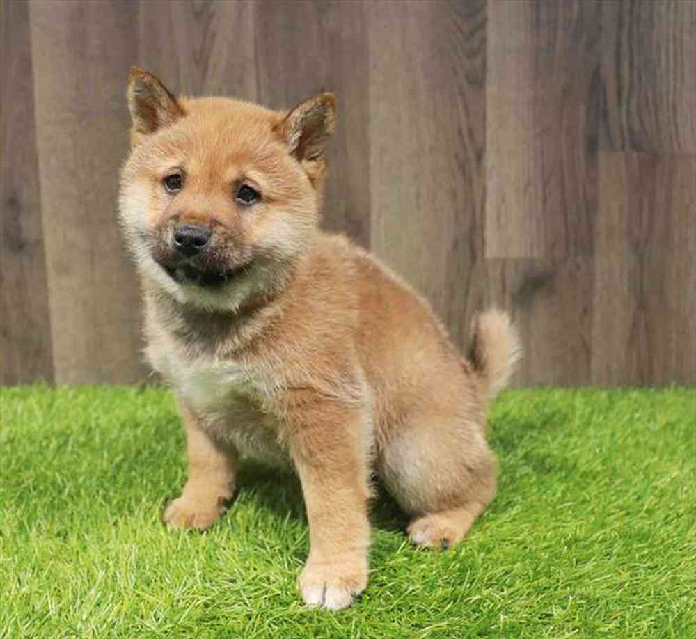 Male Shiba Inu puppy named Benson for sale at Waggles Charlotte.