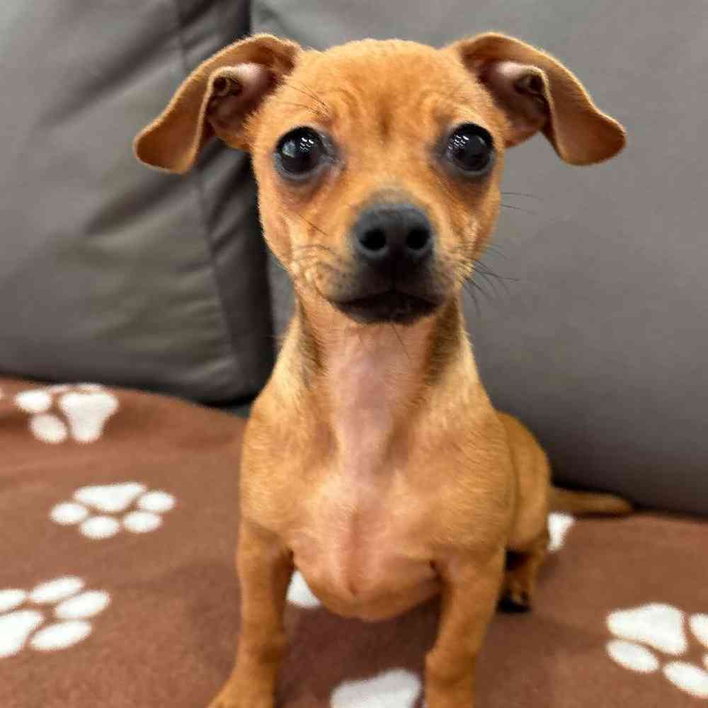 Female Chiweenie puppy named Linda for sale at Waggles Charlotte.