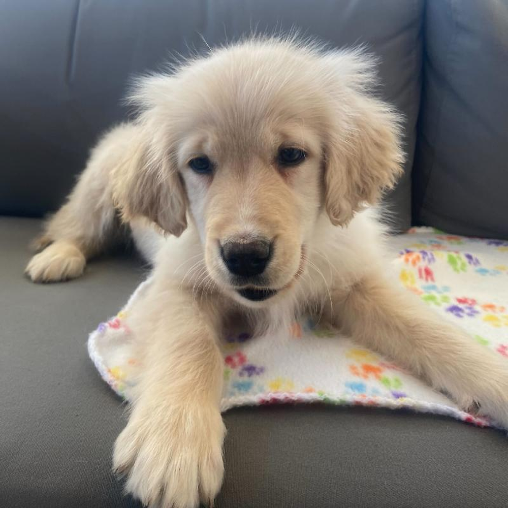 Male Golden Retriever puppy named Zaden for sale at Waggles Greensboro.