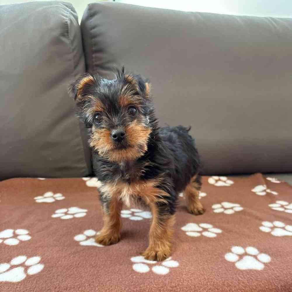 Female Yorkie puppy named Lydia for sale at Waggles Charlotte.
