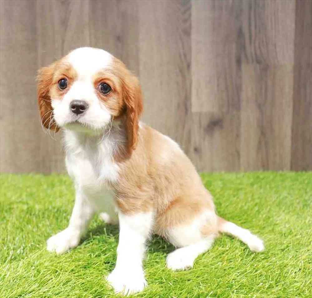 Female Cavalier King Charles Spaniel puppy named Clover for sale at Waggles Greensboro.