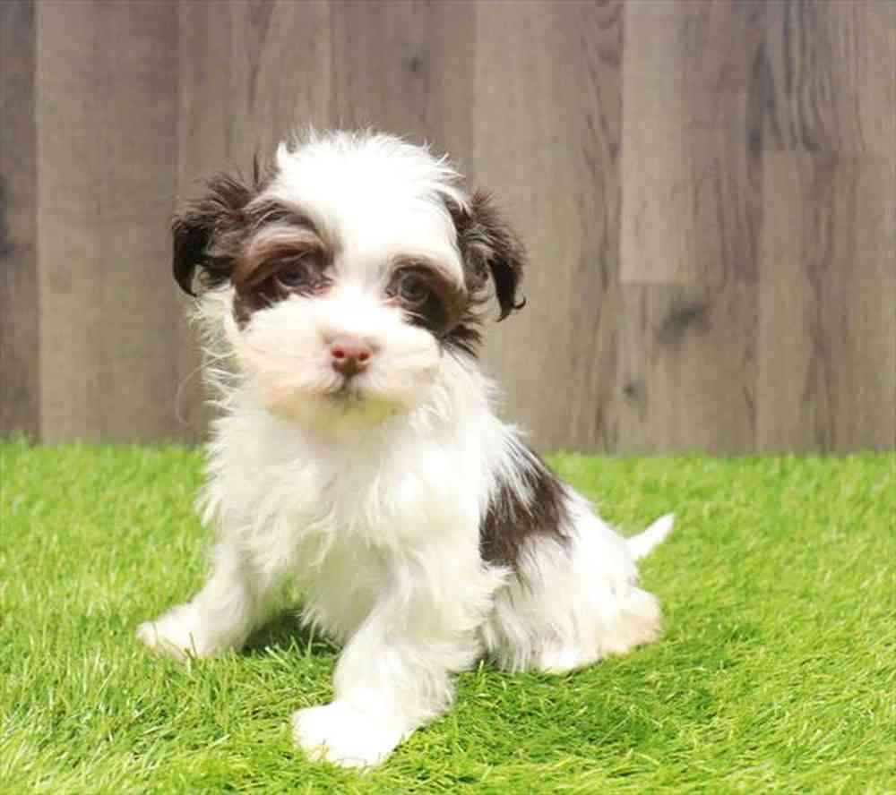 Female Havanese puppy named Margarita for sale at Waggles Greensboro.