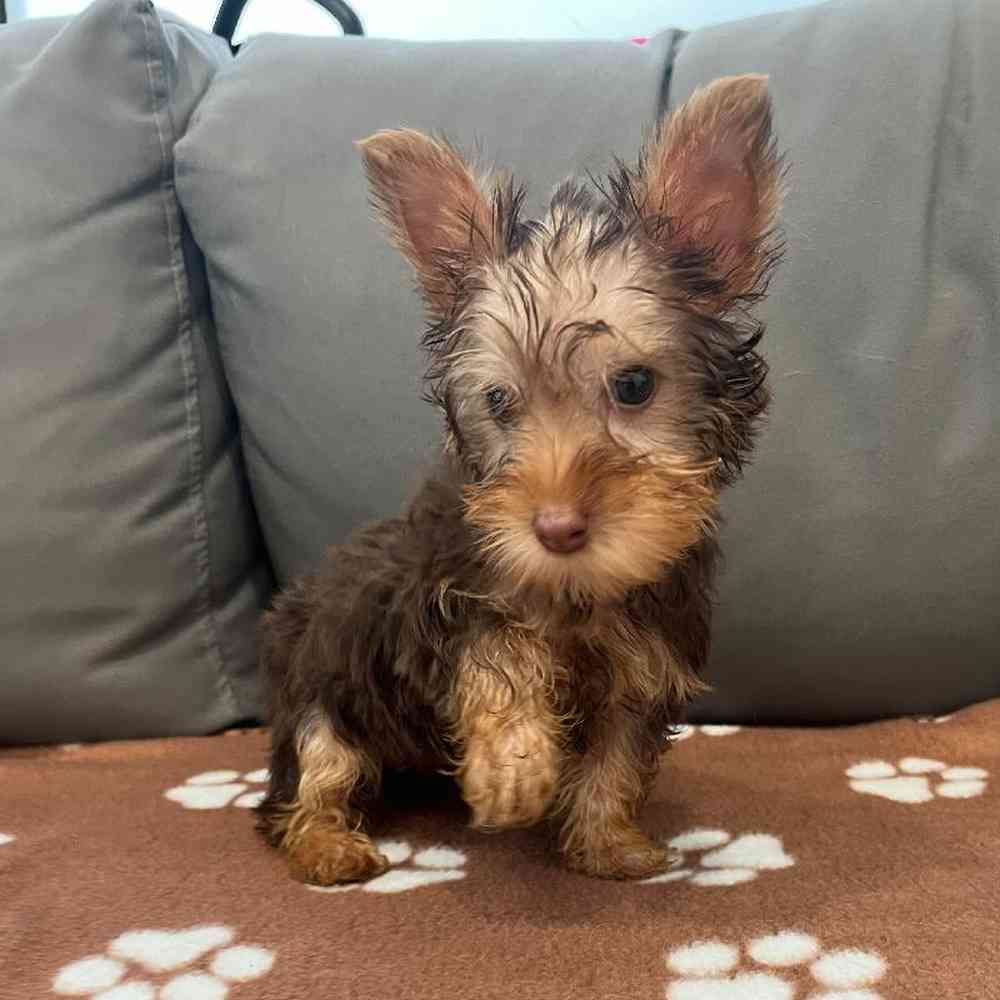 Male Silky Terrier puppy named Joseph for sale at Waggles Charlotte.