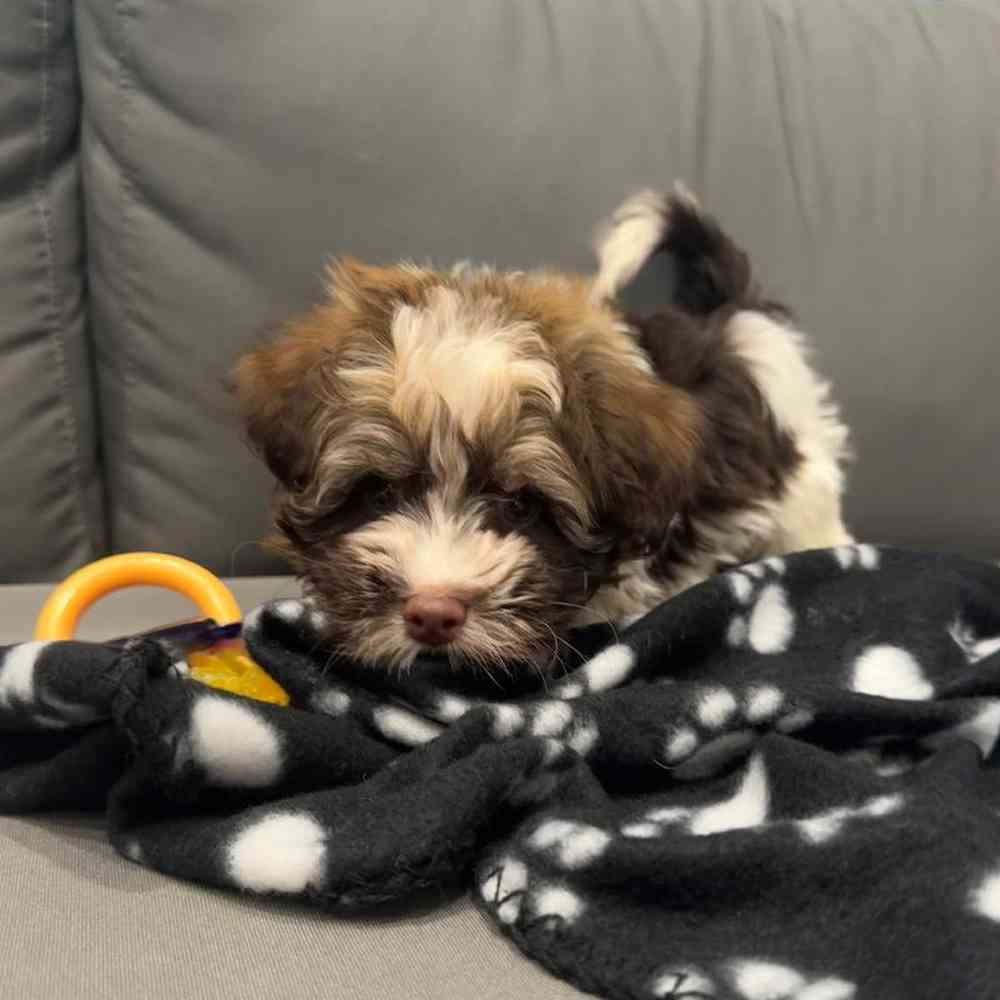 Male Havanese puppy named Victor for sale at Waggles Charlotte.