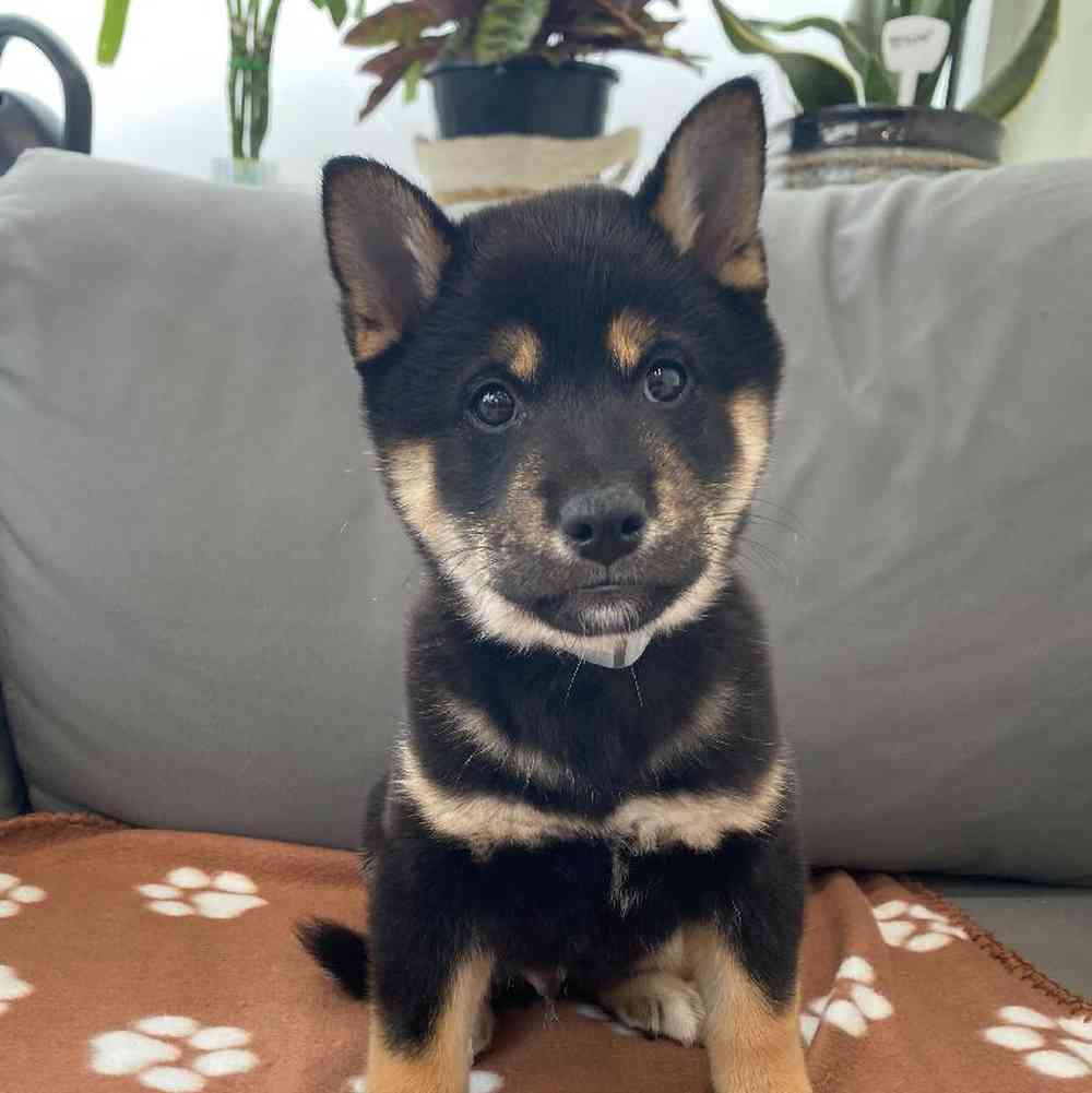 Male Shiba Inu puppy named Balto for sale at Waggles Charlotte.