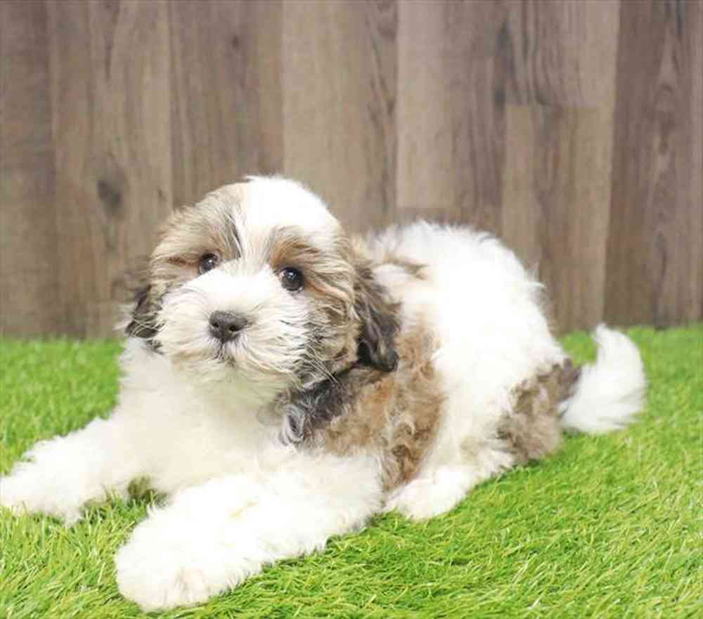 Male Teddy Bear puppy named Louie for sale at Waggles Greensboro.