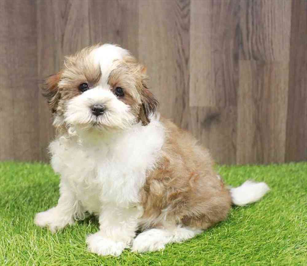Female Teddy Bear puppy named Louise for sale at Waggles Greensboro.