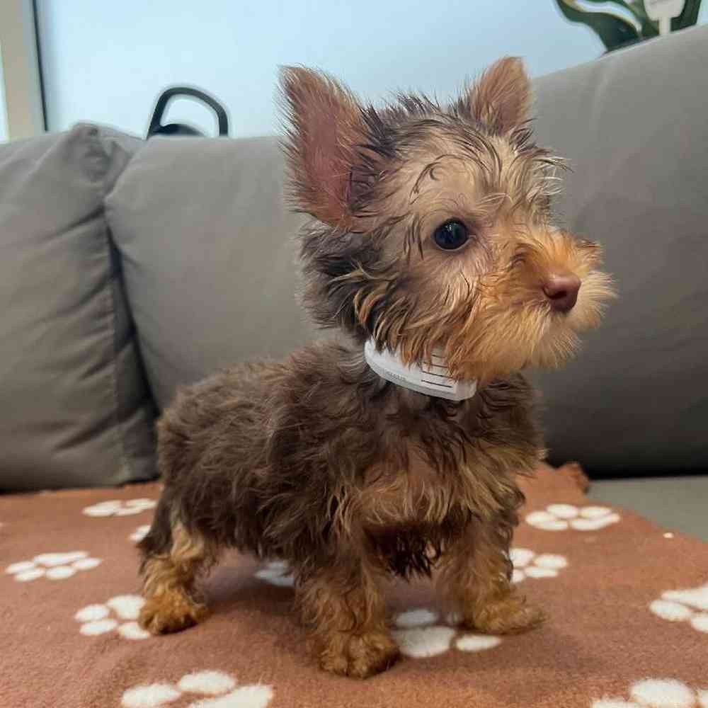Male Silky Terrier puppy named Joseph for sale at Waggles Charlotte.