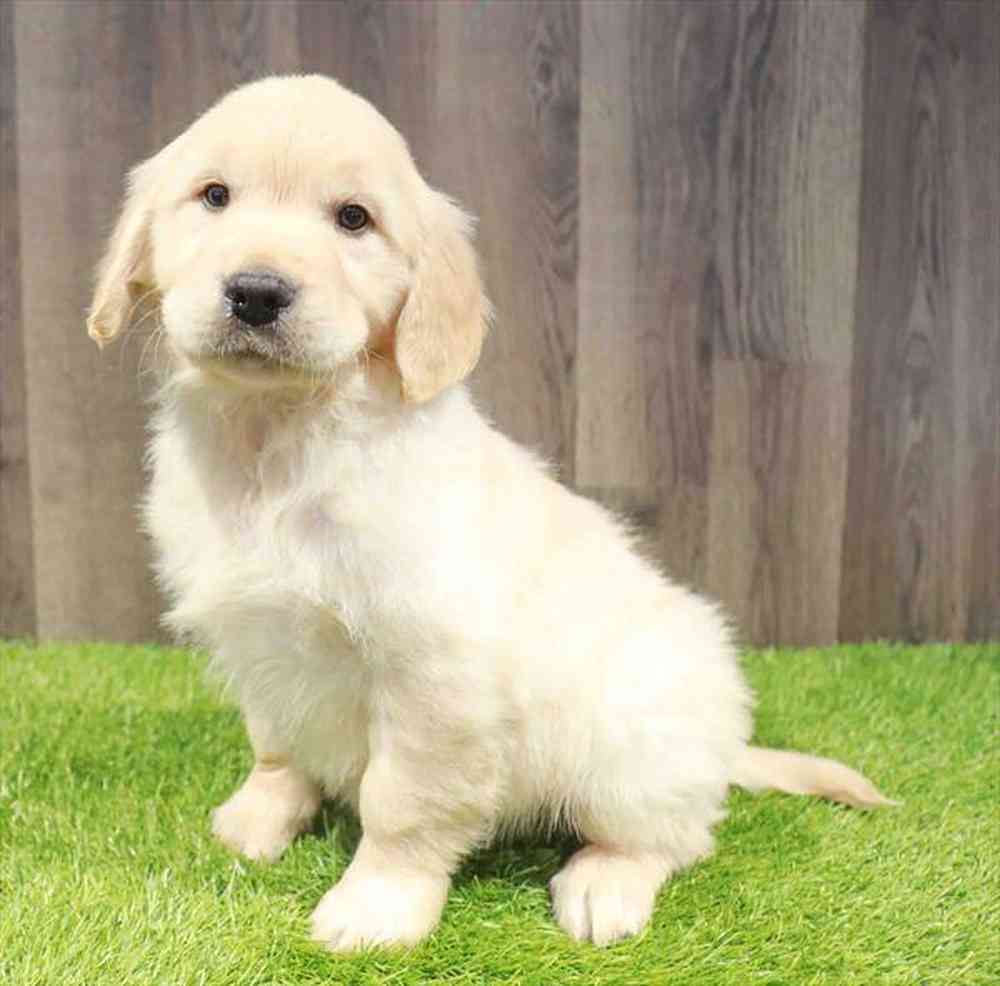 Male Golden Retriever puppy named Maverick for sale at Waggles Greensboro.