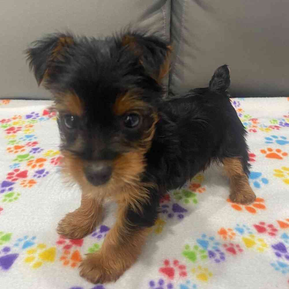 Female Yorkie puppy named Lydia for sale at Waggles Charlotte.