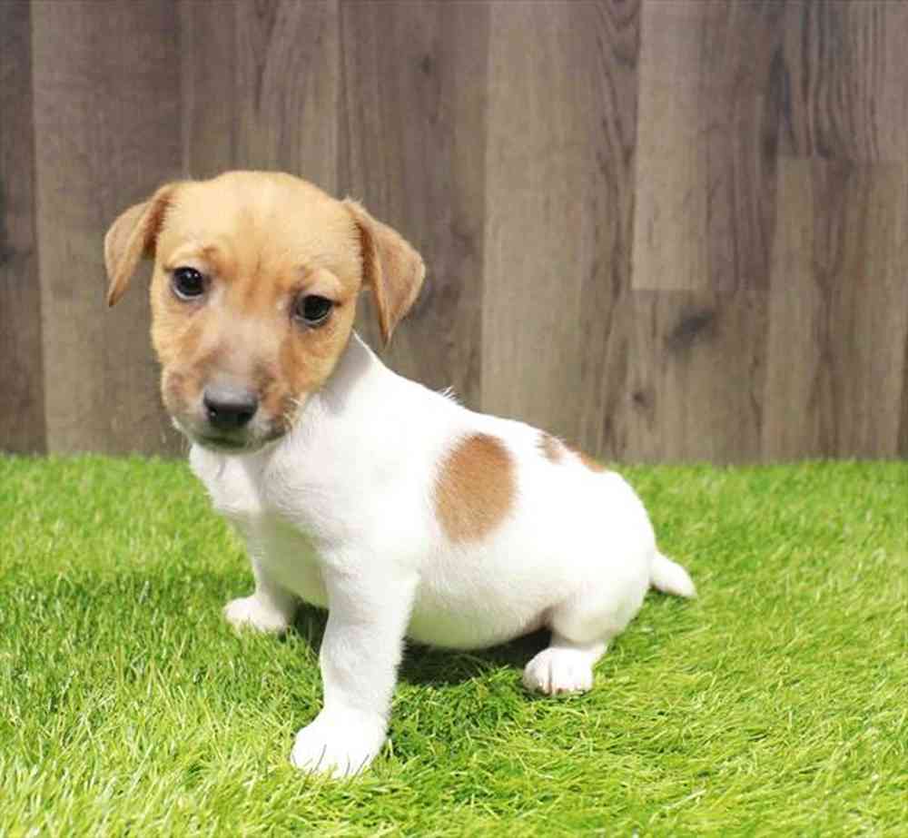 Male Jack Russell Terrier puppy named Jeremy for sale at Waggles Greensboro.