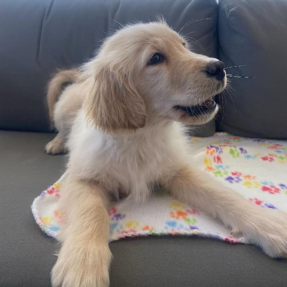 Male Golden Retriever puppy named Zaden for sale at Waggles Greensboro.