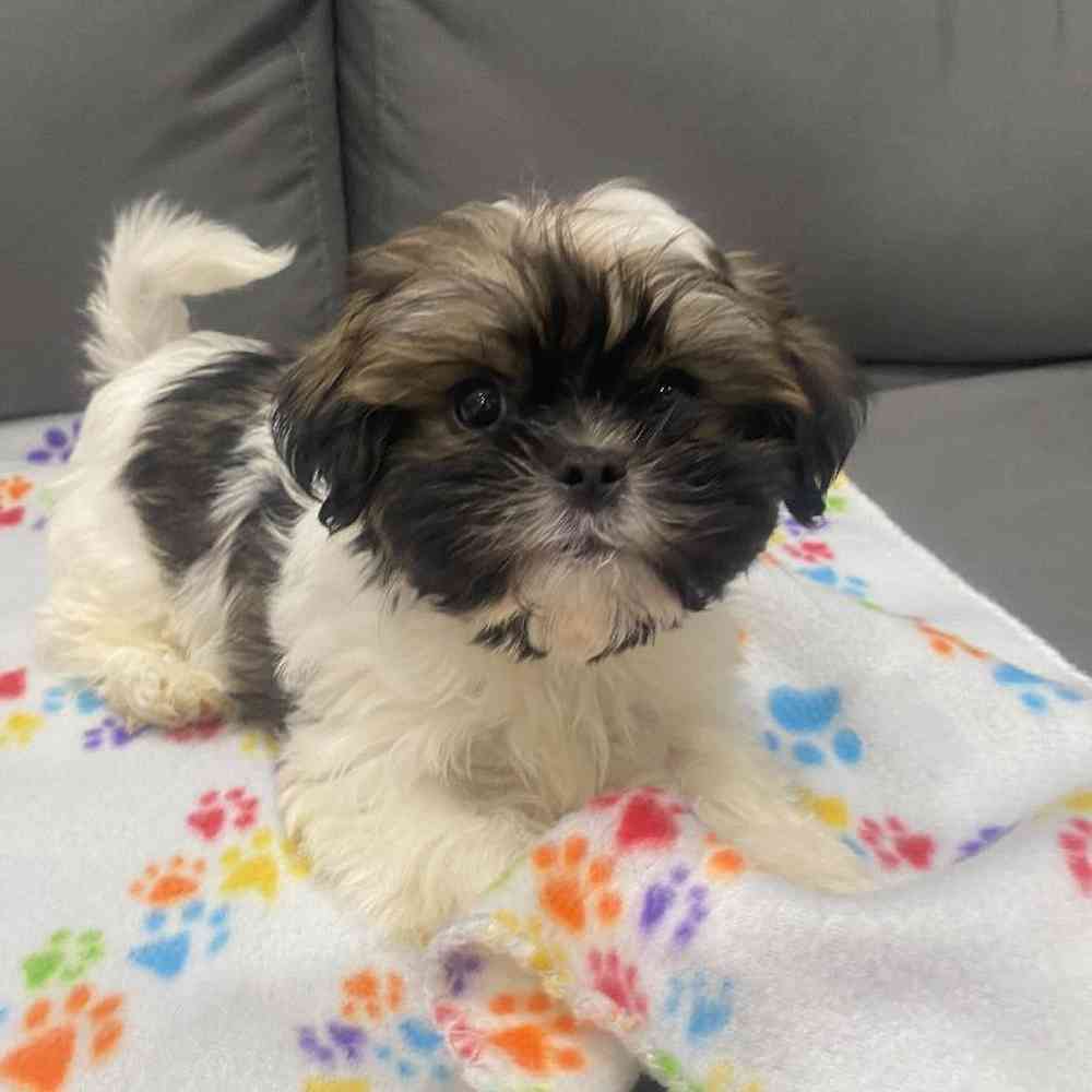 Male Shih Tzu puppy named Devon for sale at Waggles Charlotte.