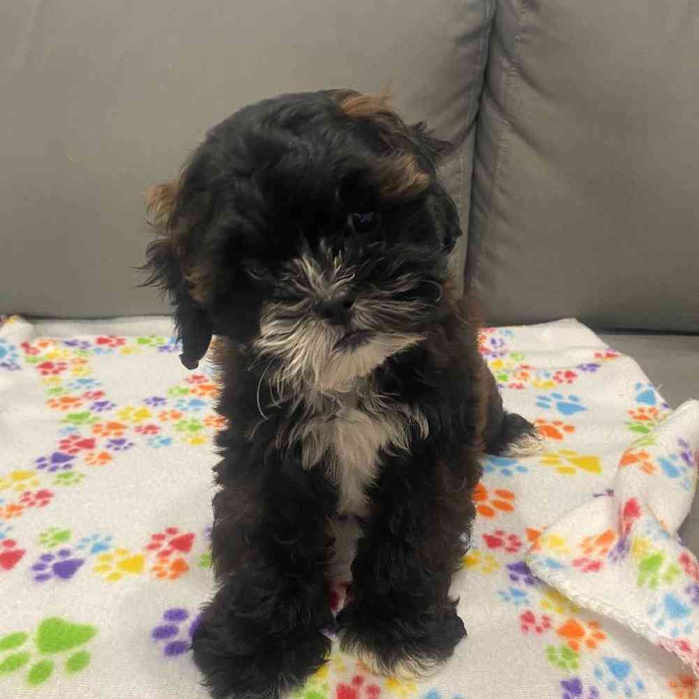 Male Shipoo puppy named Zachariah for sale at Waggles Charlotte.