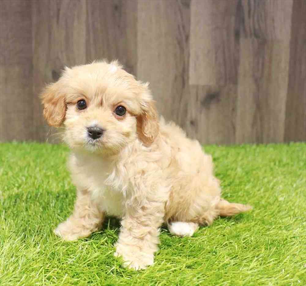 Female Cavachon puppy named Michelle for sale at Waggles Greensboro.