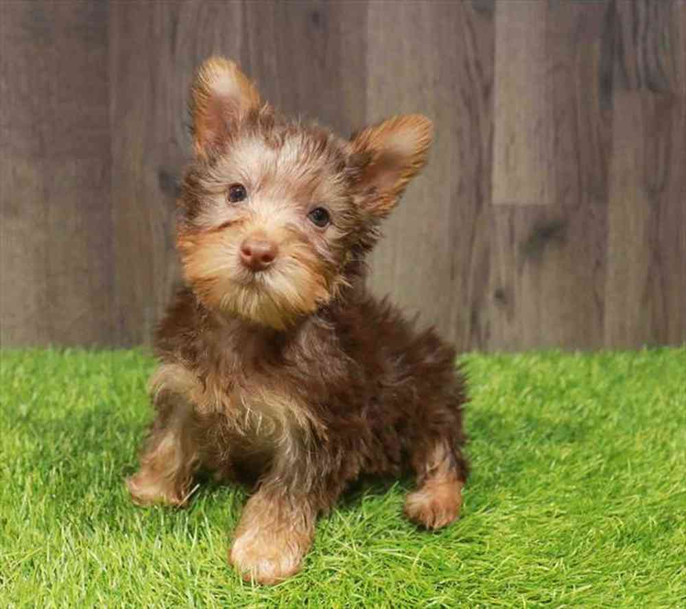 Male Silky Terrier puppy named Joseph for sale at Waggles Charlotte.