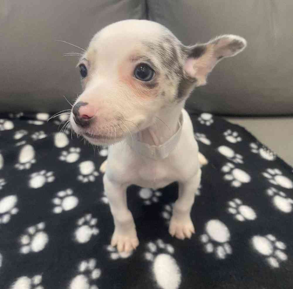 Female Chihuahua puppy named Cindy for sale at Waggles Charlotte.