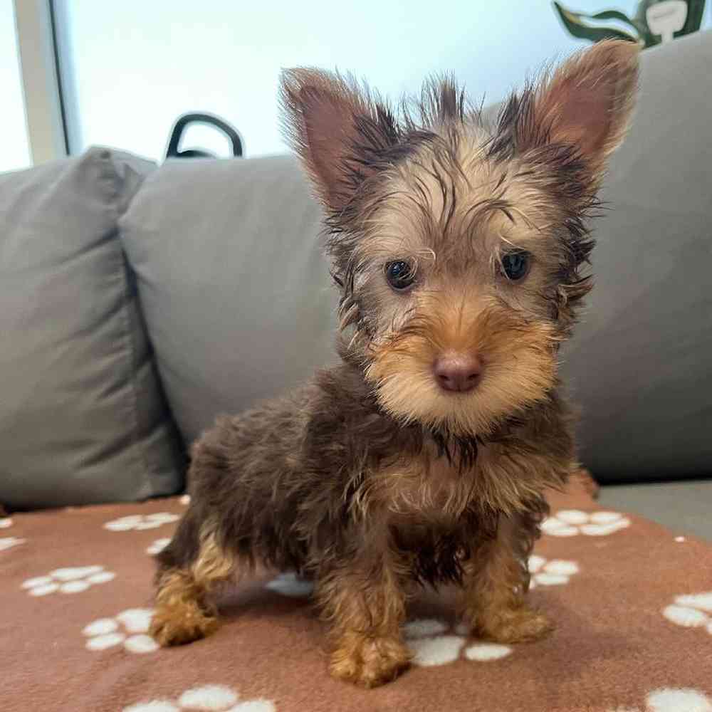 Male Silky Terrier puppy named Joseph for sale at Waggles Charlotte.