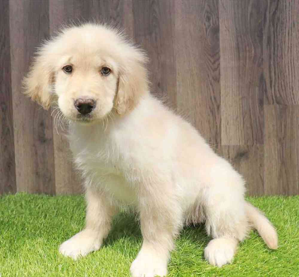 Male Golden Retriever puppy named Zaden for sale at Waggles Greensboro.