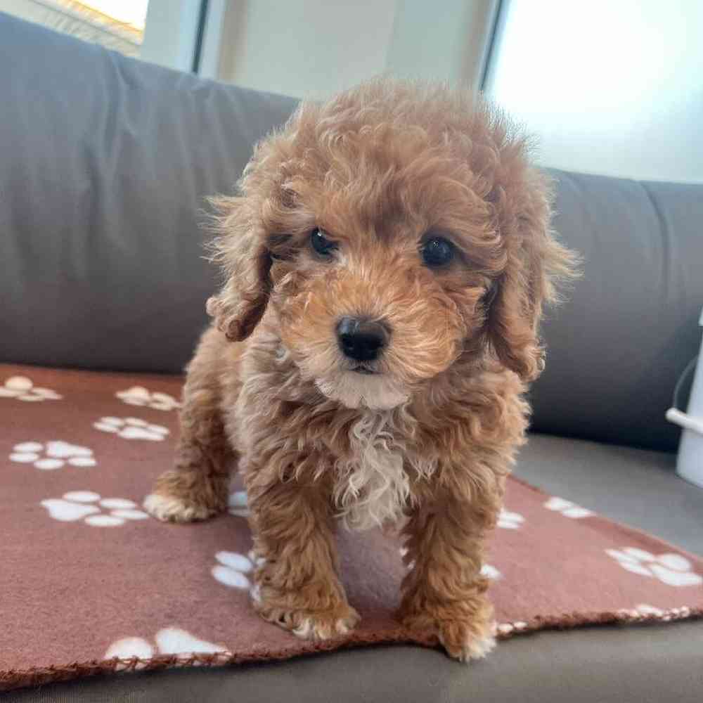 Female Cavapoo puppy named Clare for sale at Waggles Charlotte.